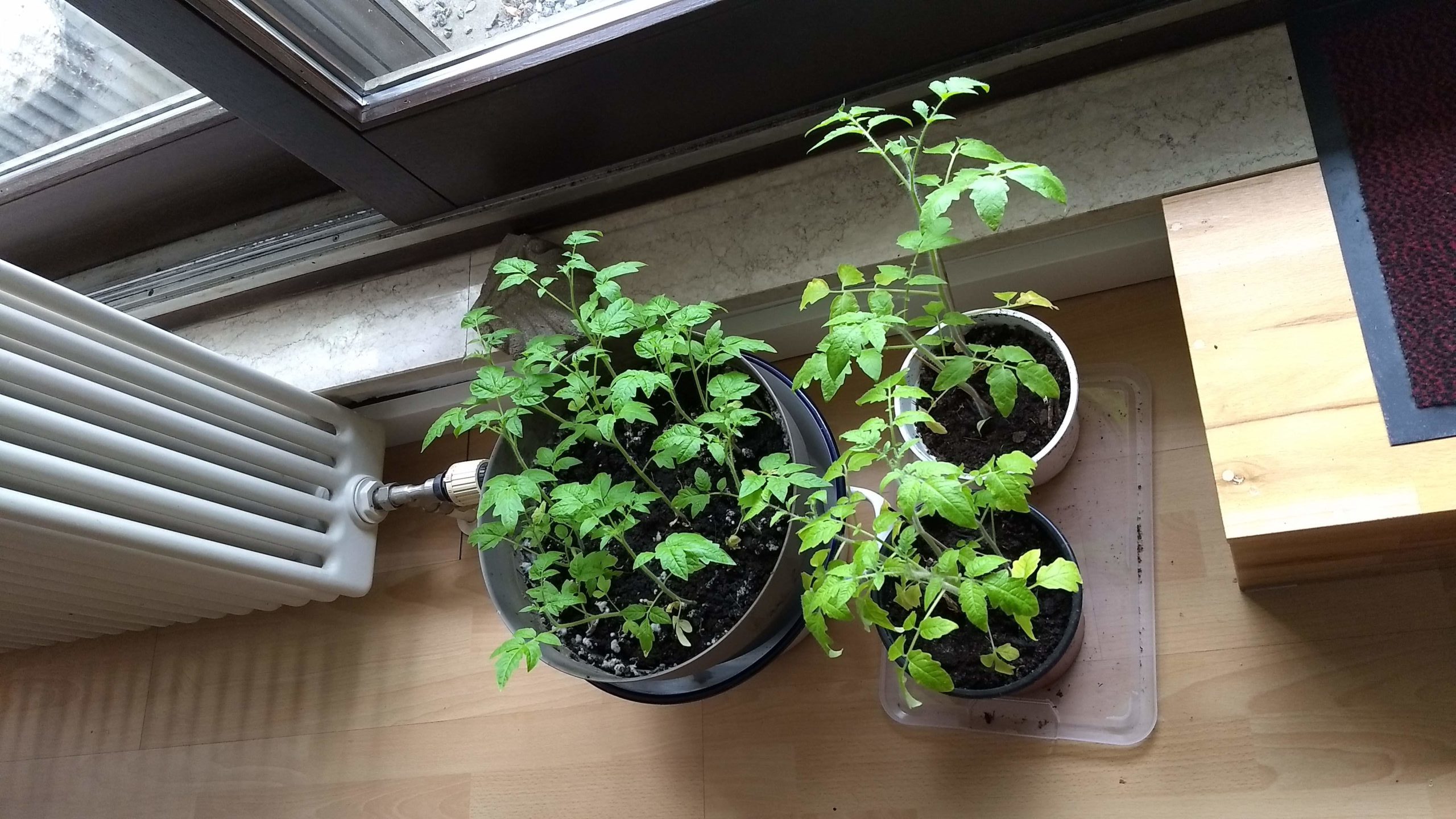 2020_tomatenpflanzen_warten_vor-terrasse2