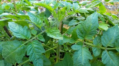 2020_Tomaten_vorne_Juni_02 2020_Tomaten_vorne_Juni_02